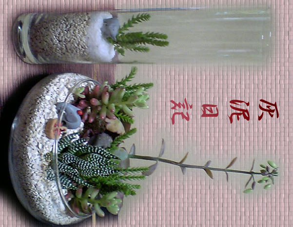 すべての美しい花の画像 無料ダウンロードハイドロ カルチャー 多肉 植物