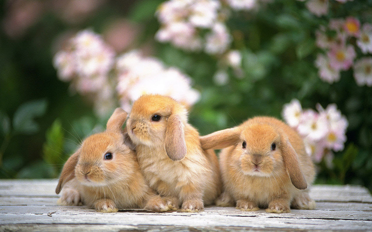 最高の動物画像 50 うさぎ 可愛い写真