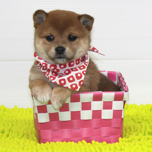 最高の動物画像 ユニーク可愛い 子犬 柴犬