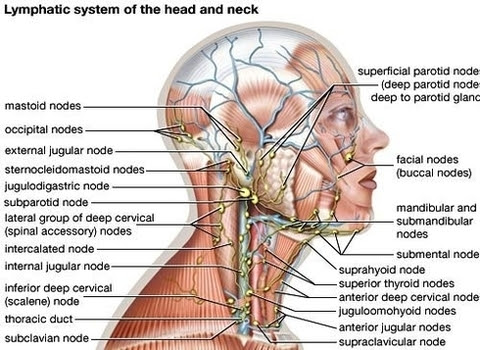 Your neck is like no other part of the vertebral spinal column and enables your head and neck a wide range of motion. Back Of The Neck Anatomy Anatomy Drawing Diagram