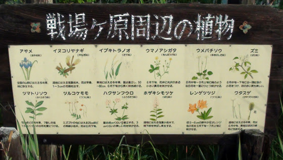 すべての美しい花の画像 ベスト50 日光 の 植物