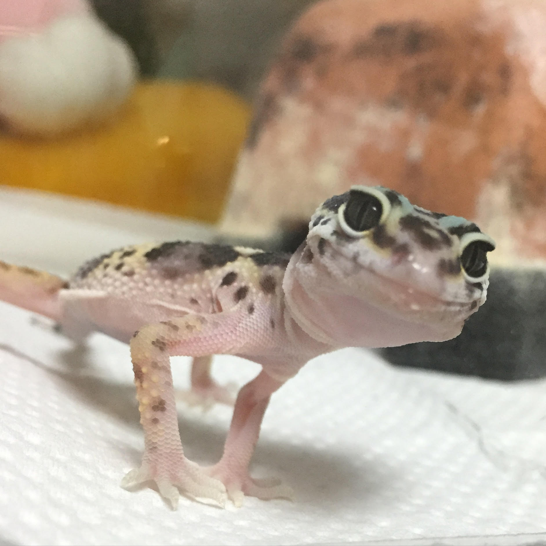 心に強く訴える可愛い トカゲ ペット 最高の動物画像