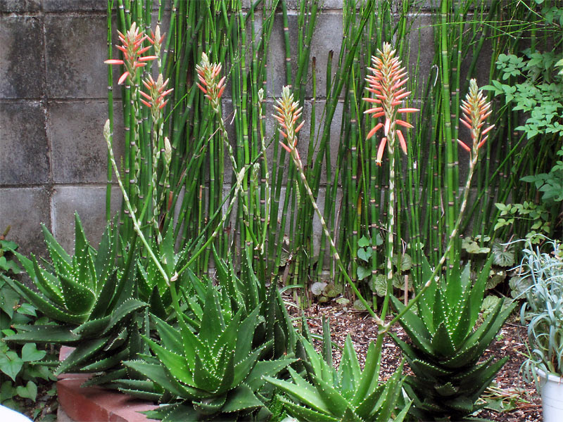 すべての美しい花の画像 これまでで最高のアロエ 地 植え