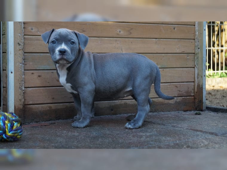 It is of english lineage and may be considered to be within the pit bull type. Top American Pitbull Blue Line Welpen In 70173 Stuttgart Tiere