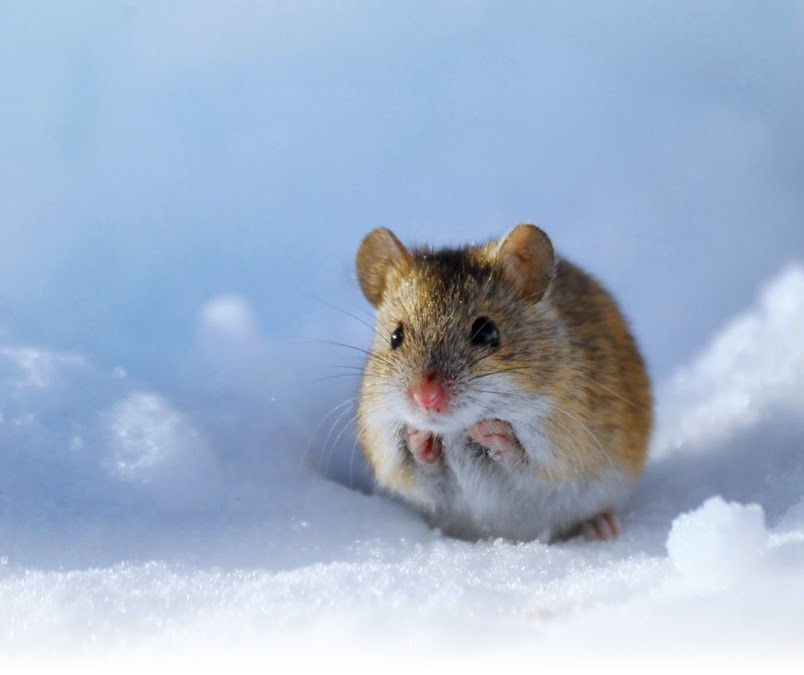 Any small holes in the floor, cupboards, washrooms, laundry rooms, garages, basements and anywhere where you see droppings, or mice is a likely spot. The Outside Lives Of House Deer Mice Pct Pest Control Technology