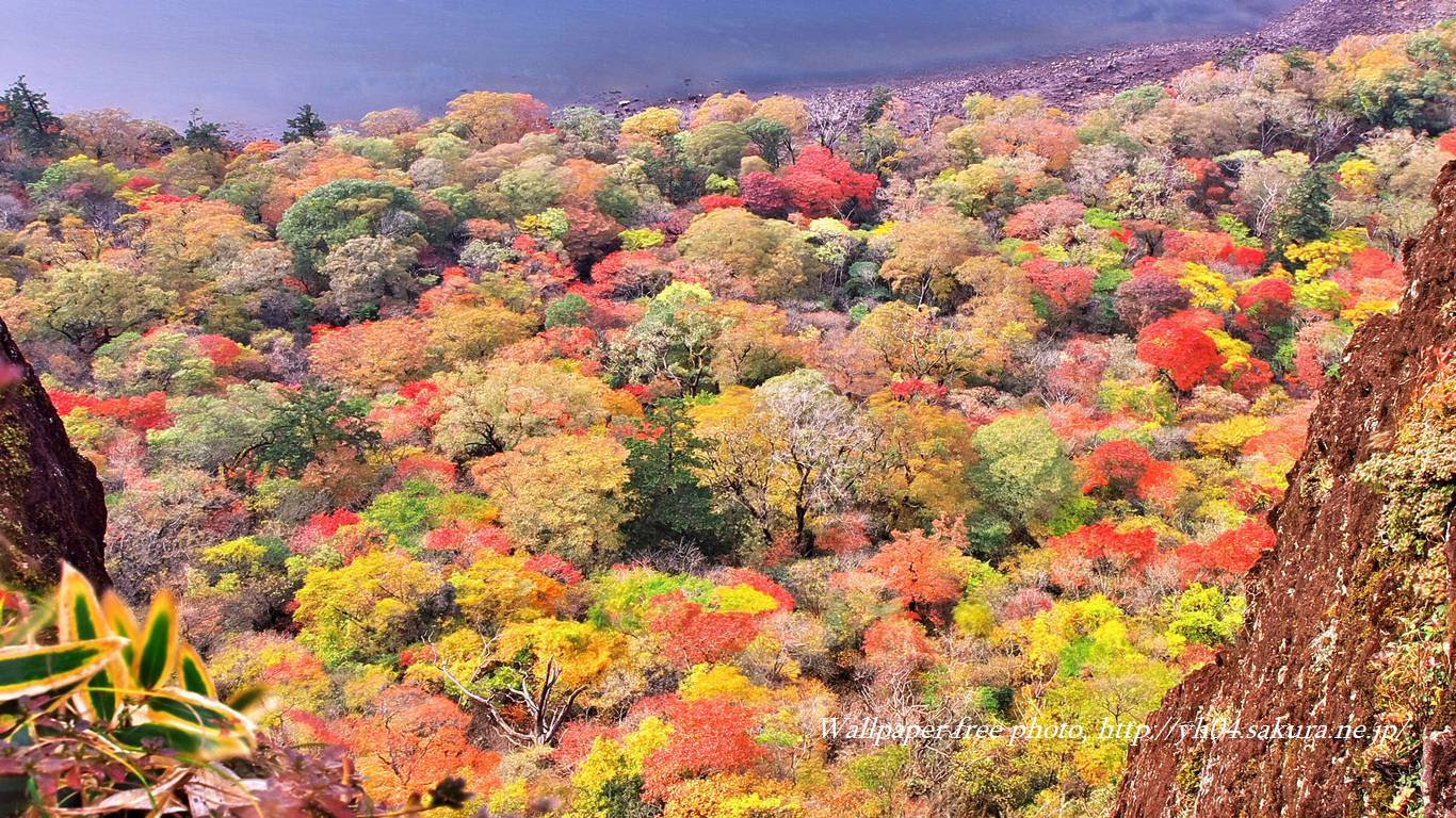 紅葉 壁紙 4k 紅葉 壁紙 4k
