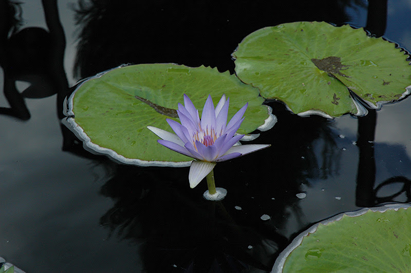 500 feet of tubing, when chopped up into approximately 1 1/2 inch pieces, doesn't exactly make an impressive pile of media. Blue Beauty Tropical Water Lily Nymphaea Blue Beauty In Calgary Alberta Ab At Spruce It Up Garden Centre