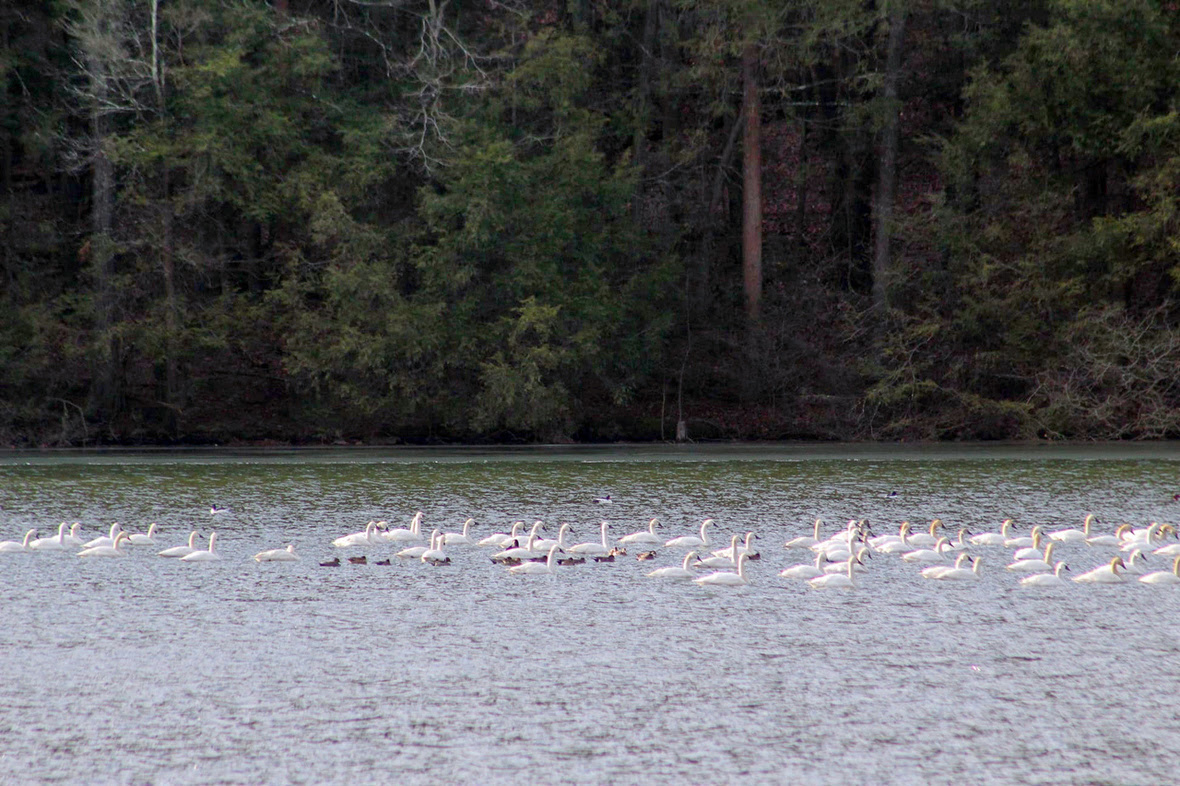 Nature, outdoors, water, lake, birds