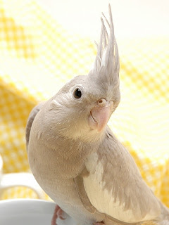 すべての花の画像 上スマホ オカメインコ 壁紙