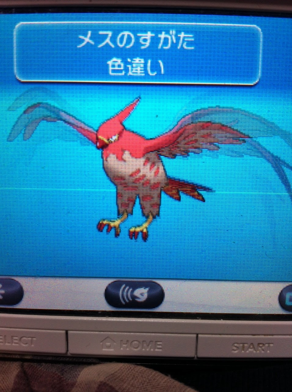 最新のhd ヤヤコマ 色 違い 素晴らしいイラスト
