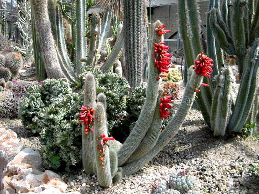 It takes 2 hits from a guardian's beam to kill a squid. Plants Flowers Cactus