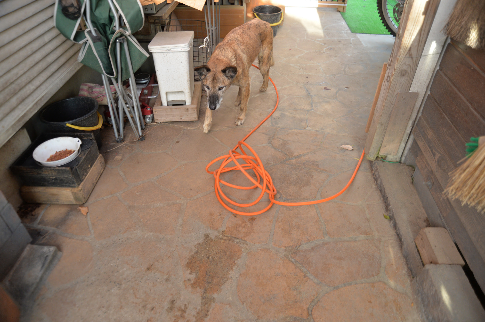 Jpirasutohulayn 最も共有された 犬 庭 放し飼い フェンス Diy 9465 犬 庭 放し飼い フェンス Diy
