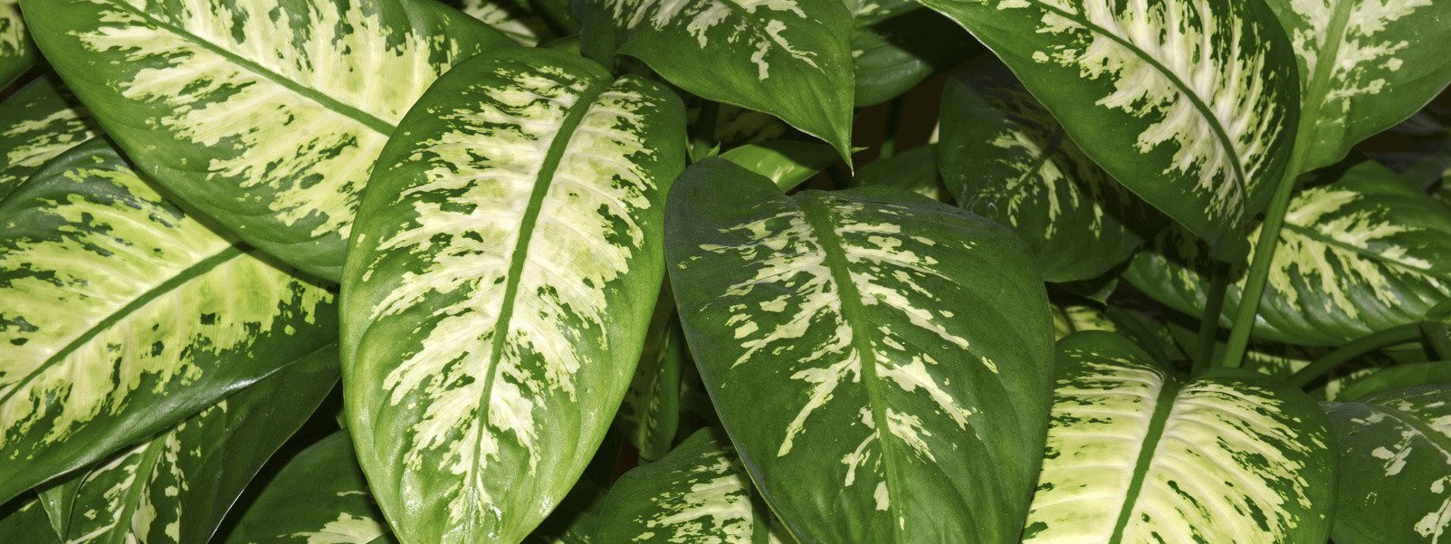 Piante Da Interno Con Foglia Palmata : Le 12 piante da ...