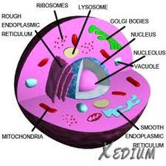 Jan 03, 2021 · plant cells have a cell wall, chloroplasts and other specialized plastids, and a large central vacuole, which are not found within animal cells. Animal Cell Cells For Dummies