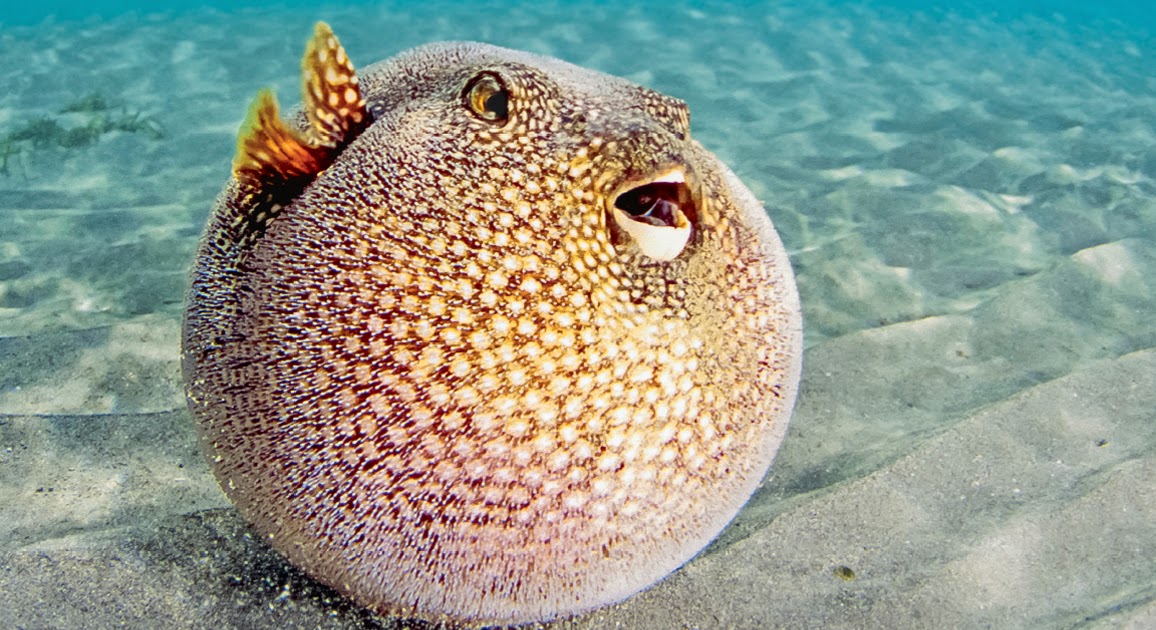 Puffer Fish Kill You Fish Picture Blog