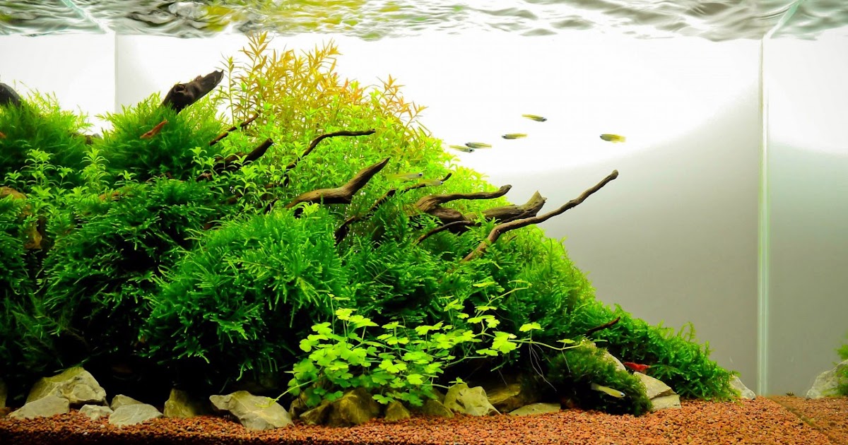 Aquascape Ukuran 40 X 20 - Contoh Gambar Aquarium ...