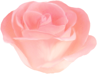 すべての花の画像 エレガントピンク 薔薇 画像 フリー