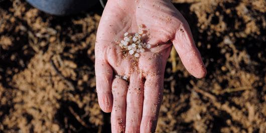 A Pornic, le 21 janvier 2023, opération de lutte contre la pollution aux billes de plastique, appelées « larmes de sirène », qui se sont échouées par milliers.