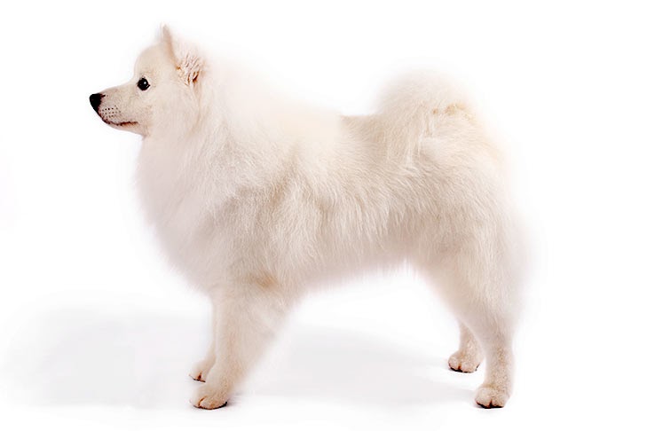 Japanese Spitz Brown And Black
