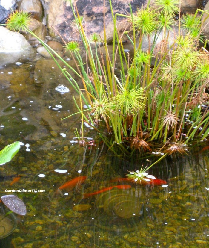 They also need poor light and can live in deep water. Toxic Plant List For Your Pond Garden Center Tv