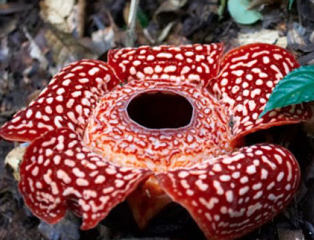 ダウンロード済み 世界 一 珍しい 花 世界 一 珍しい 珍しい 花 の 名前