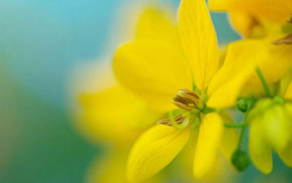 ディズニー画像ランド トップ100 壁紙 綺麗 な 花 画像