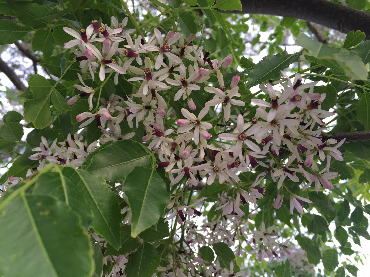 すべての花の画像 最新ハゼ 花