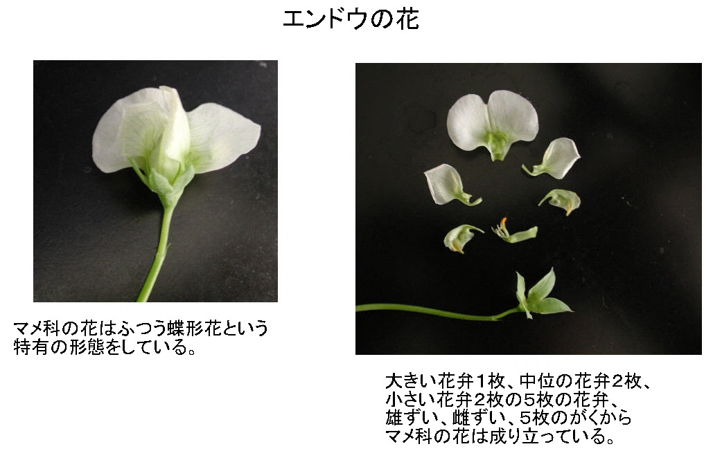 最も人気のある エンドウ 花のつくり 6498 カラス ノ エンドウ 花のつくり