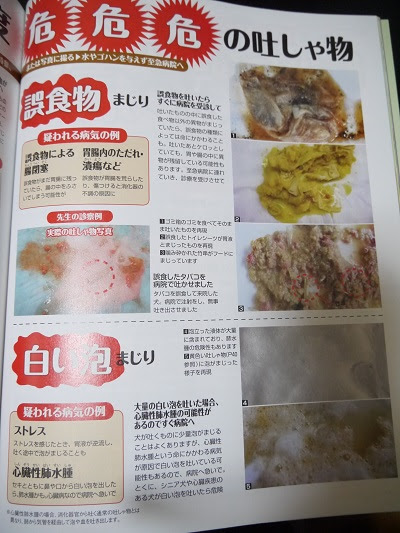 最新のhd犬 吐く 白い 最高の花の画像