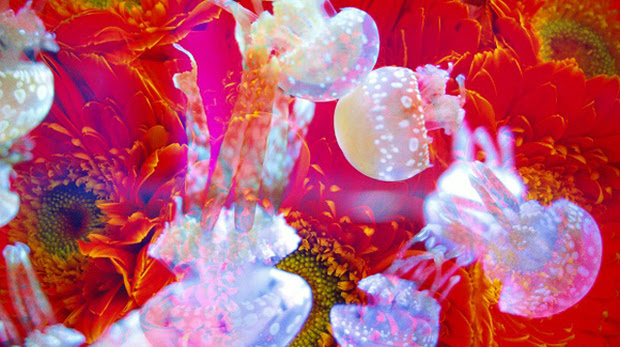 Hd限定蜷川 実花 壁紙 高 画質 最高の花の画像