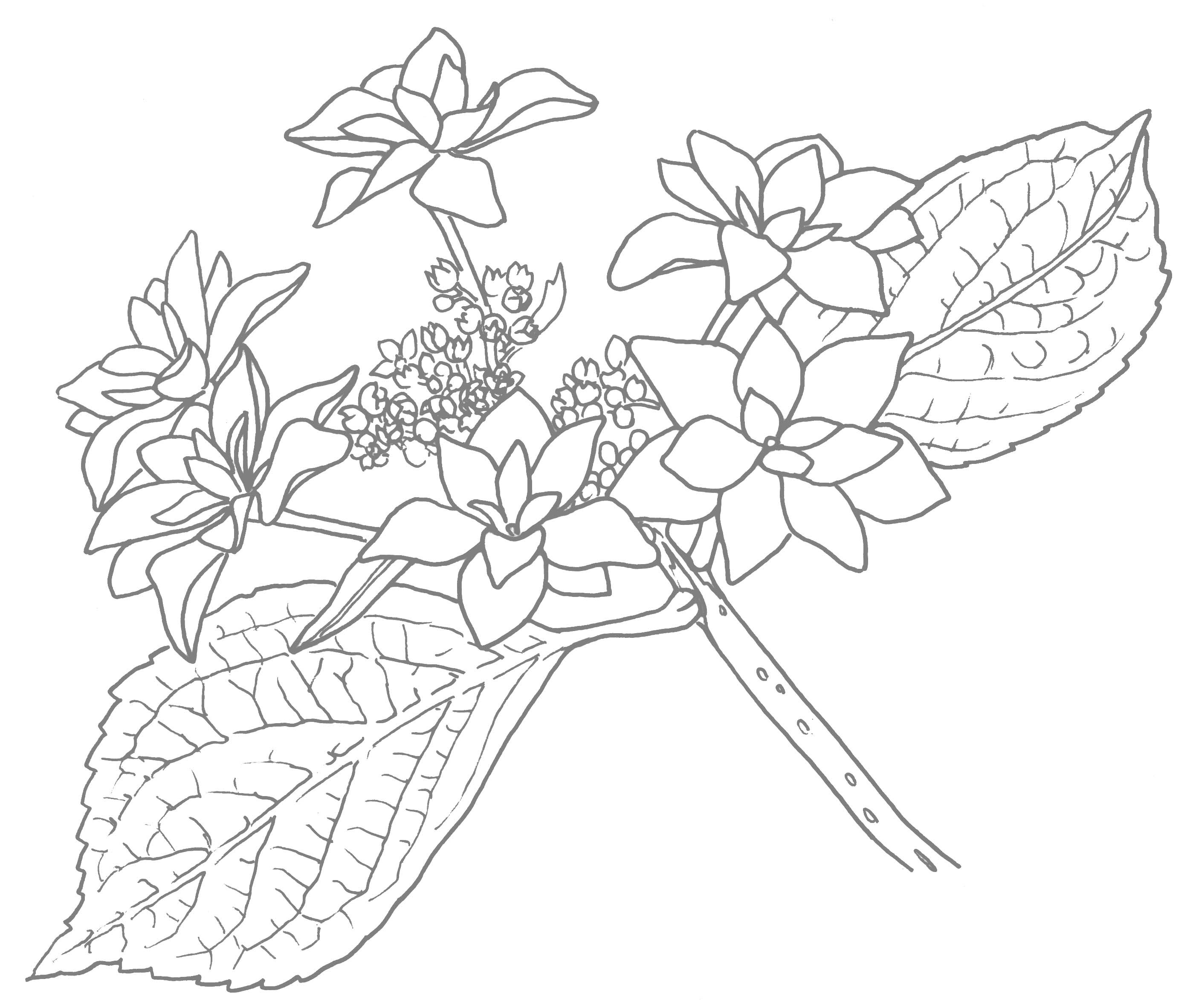 すべての花の画像 上ペチュニア イラスト 白黒