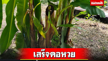 ข่าว Like สาระ - เสร็จคอหวย! หนุ่มกู้ภัยฯพบกล้วยไข่ถูกตัดต้นทิ้งเหลือแต่ตอ ออกเครือกล้วยนับได้ 120 ลูก