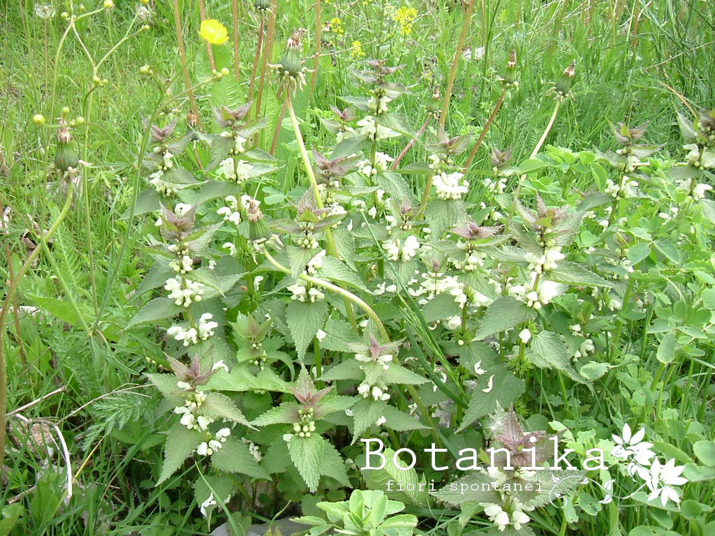 Fiori bianchi orto spontanee / piante spontanee del mediterraneo due lamiacee il the siciliano e il camedrio femmina giardinaggio piante e fiori : Fiori Ed Erbe Di Sottobosco Lamium Album L