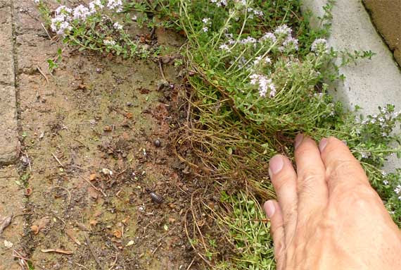 すべての花の画像 トップ100クリーピングタイム 種類