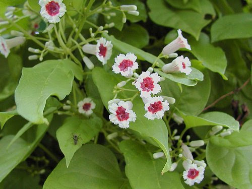 すべての美しい花の画像 元のかづら 花
