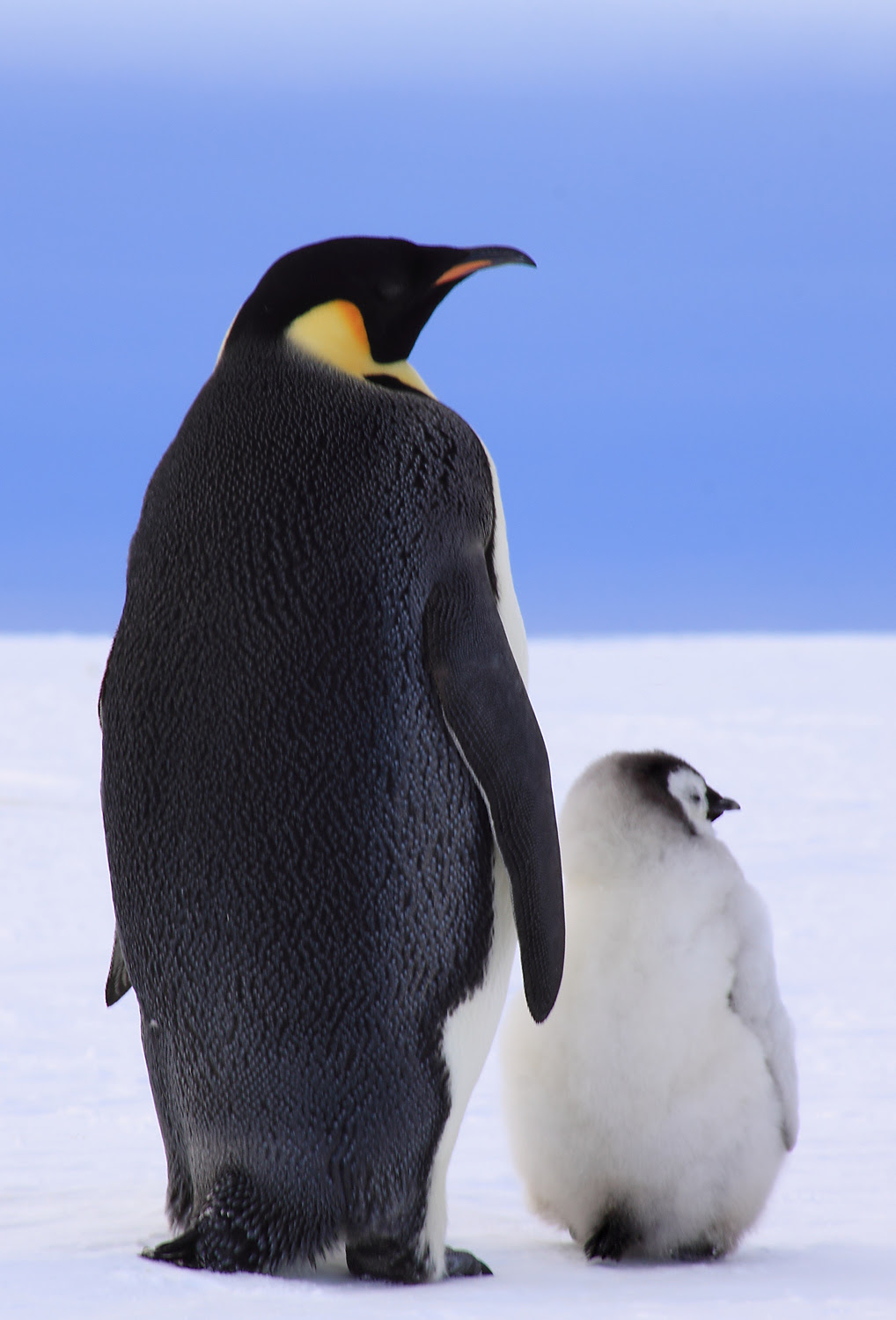 最高のイラスト画像 最高かつ最も包括的なペンギン 写真 フリー
