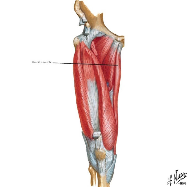 Groin Strain Treatment, Rehabilitation, Exercises \u0026 Strapping - Human Body Anatomy