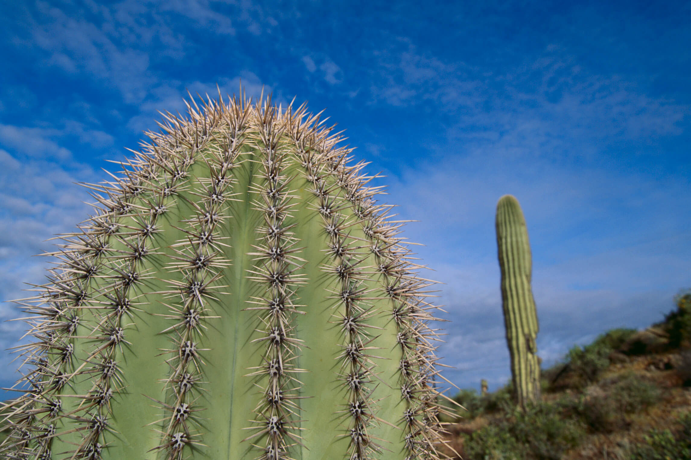View our wide variety of cacti and find the perfect one for your pot, terrarium or diy project. Cactus Wellness Tips In Phoenix Arizona The Cactus Doctor