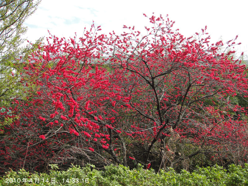 美しい花の画像 ベスト50 木 赤い 花
