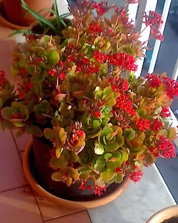 Il mio balcone: Una bella pianta grassa con tanti fiori