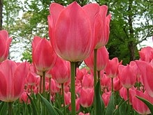Gambar Bunga  Tulip  Mekar  Mawar Ku