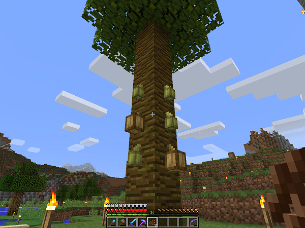 適切な マイクラ ココアビーンズ栽培方法