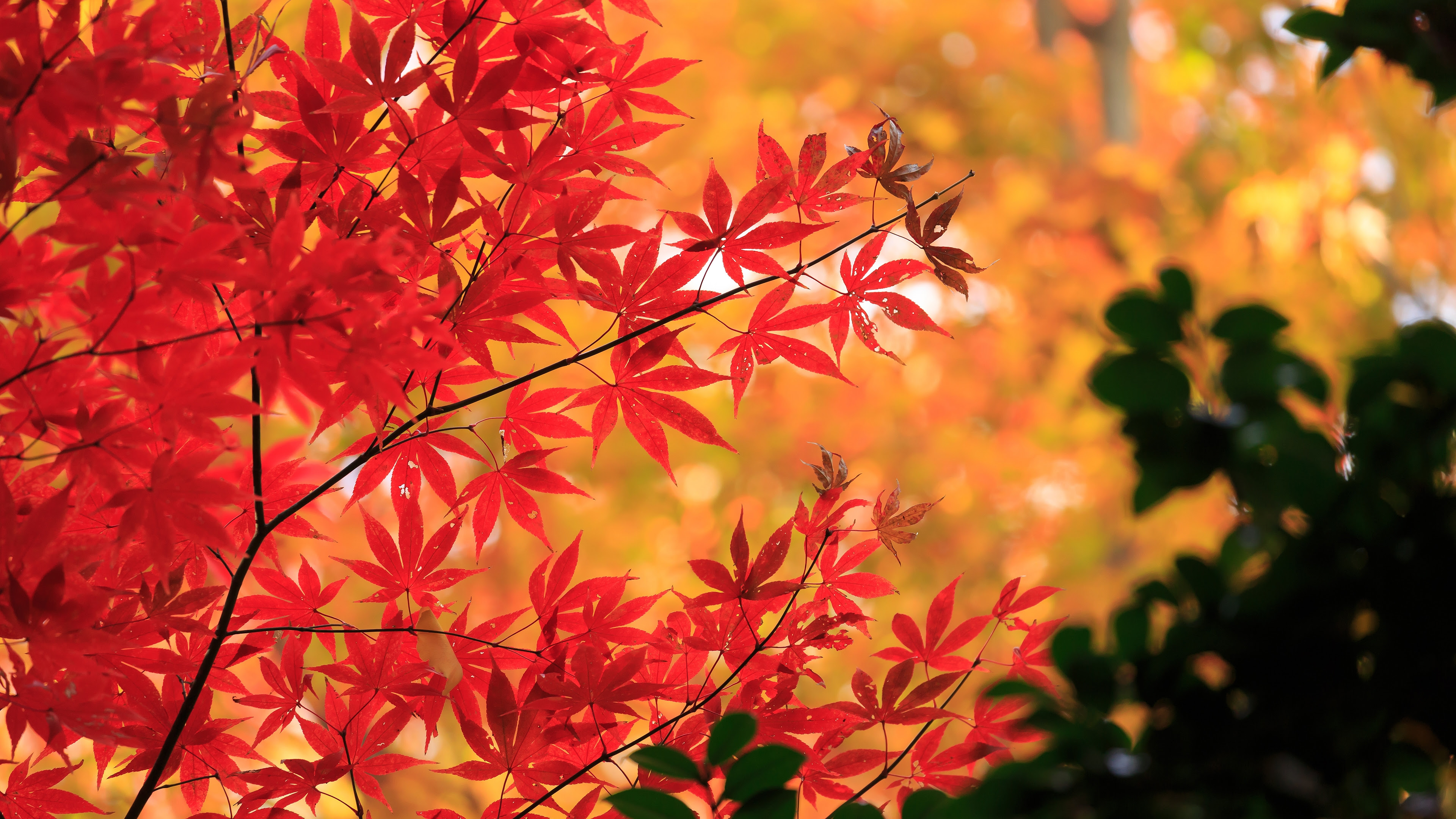 印刷可能無料 紅葉 壁紙 高 画質 無料のhd壁紙 Joskabegami