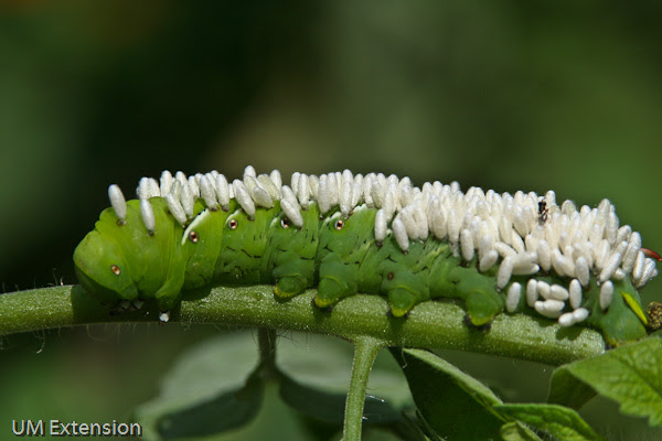Gardeners might see tomato hornworms attached with parasitic wasp larvae, which looks like rice grains. Their Symbiotic Relationship Parasitism The Wasp And The Tomato Hornworm