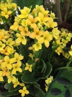 上花 言葉 守る 最高の花の画像