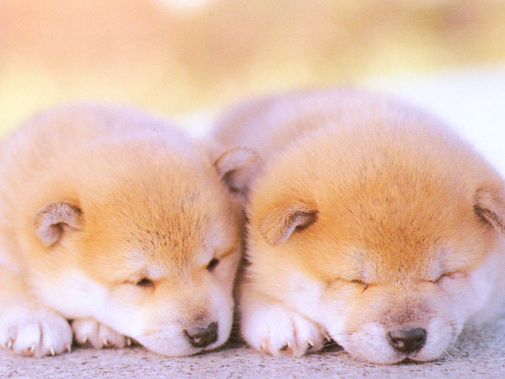 すべての花の画像 上柴犬 子犬 壁紙