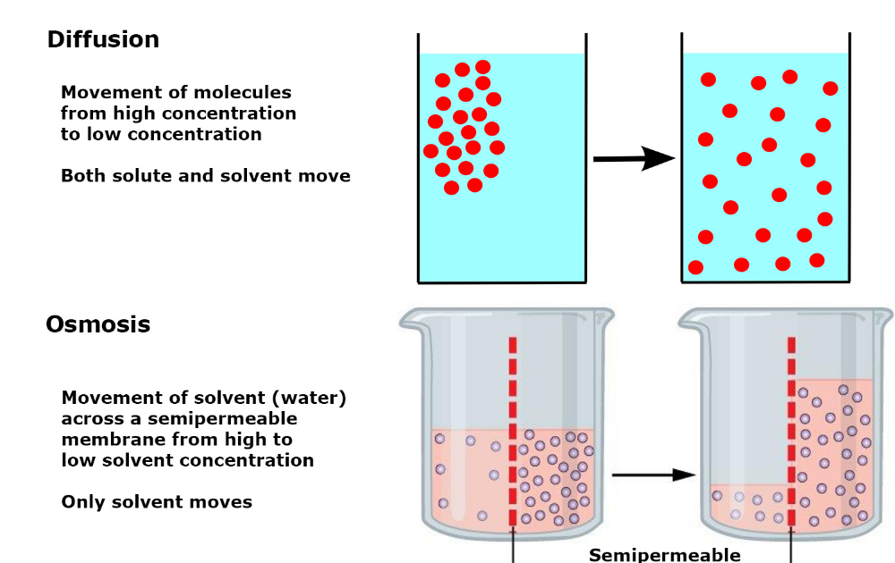 Definition For Simple Diffusion definitionus