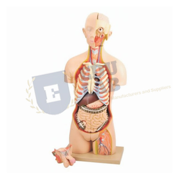 Other articles where torso is discussed: Human Torso Anatomy Model Manufacturers Human Torso Anatomy Model Exporters Human Torso Anatomy Model Human Torso Anatomy Model Suppliers Human Torso Anatomy Model In India