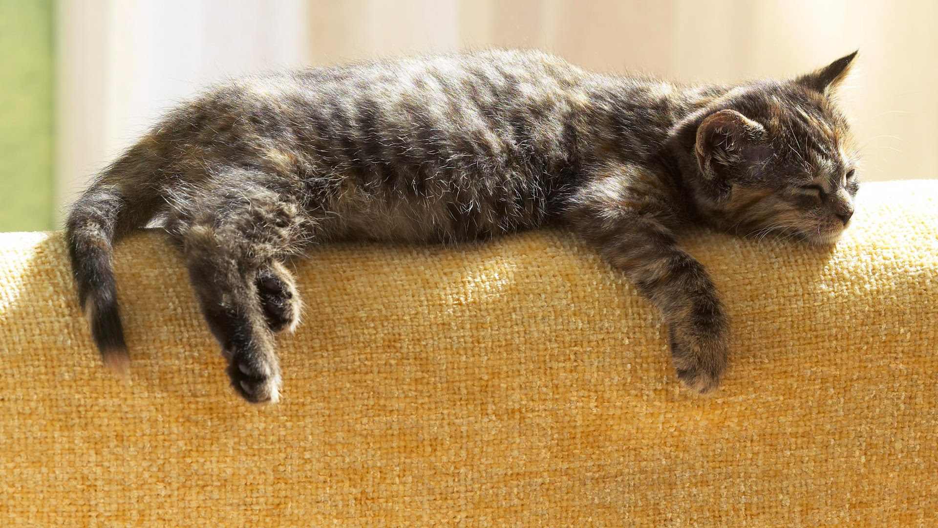Pc壁紙 19x1080 猫 Udin