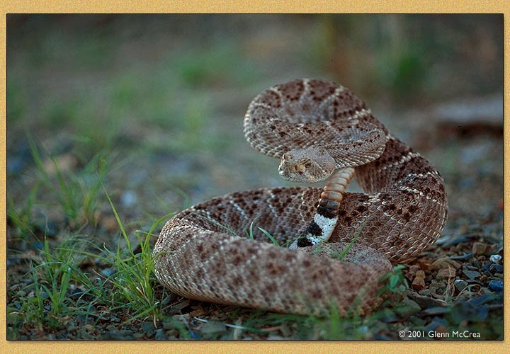 Some of the coloring page names are western diamondback rattlesnake coloring at, rattlesnake pictures pics images and photos for your, titanoboa, western diamondback rattlesnake stock art illustration, southern copperhead snake coloring, eastern massasauga rattlesnake sistrurus catenatus, eastern diamondback slaughtered in georgia flickr, western diamondback rattlesnake crotalus atrox line art, snake 12 coloring snake coloring, eastern diamondback rattlesnake crotelus adamanteus, black. Venombyte Com Venomous Snakes Western Diamondback Rattlesnake